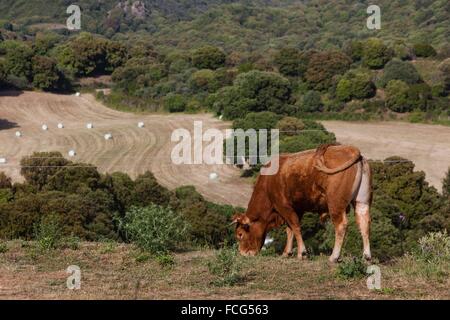 Illustrazione della Corsica meridionale (2A), Francia Foto Stock