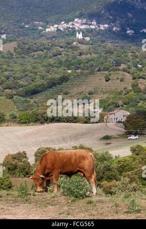Illustrazione della Corsica meridionale (2A), Francia Foto Stock