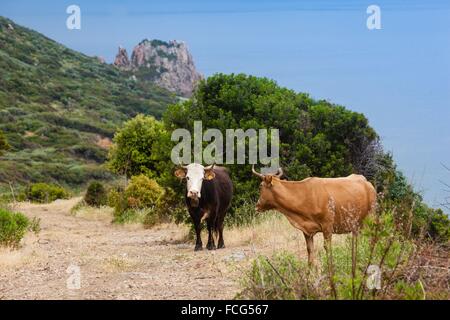 Illustrazione della Corsica meridionale (2A), Francia Foto Stock