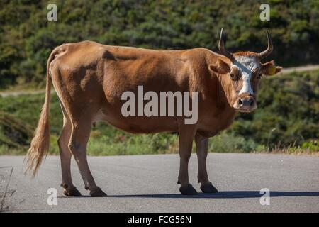 Illustrazione della Corsica meridionale (2A), Francia Foto Stock