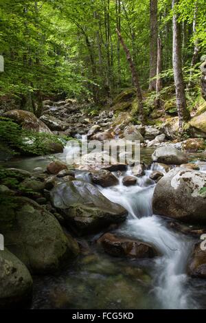 Illustrazione della Corsica meridionale (2A), Francia Foto Stock
