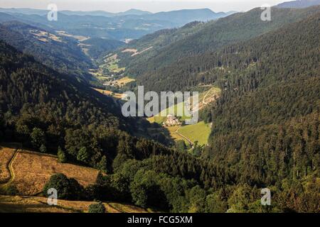 BALLONS DES VOSGES PARCO NATURALE REGIONALE, (68) HAUT-RHIN, Alsazia Haut-RHIN, Alsazia, Francia Foto Stock