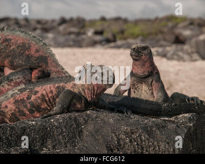 Il gruppo di quattro di colore rosso e verde di iguana sulla cima di nera lava rock in Isole Galapagos, Ecuador. Foto Stock