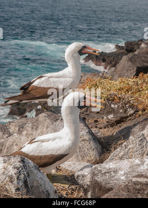 Due Blue Footed Boobies arancione con becchi in piedi su una sporgenza di roccia dall'oceano nelle isole Galapagos, Ecuador. Foto Stock