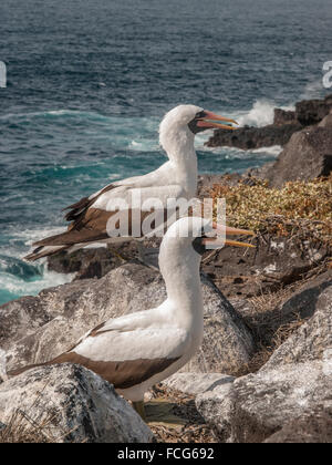 Due Blue Footed Boobies arancione con becchi in piedi su una sporgenza di roccia dall'oceano nelle isole Galapagos, Ecuador. Foto Stock