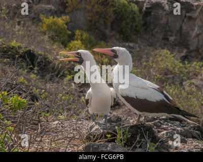 Coppia di Blue Footed Boobies con becchi arancione appollaiato sulla roccia squawking in Isole Galapagos, Ecuador. Foto Stock