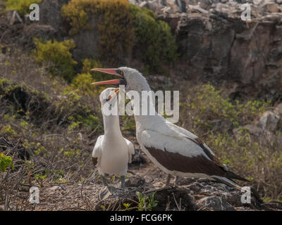 Coppia di Blue Footed Boobies con becchi arancione appollaiato sulla roccia squawking in Isole Galapagos, Ecuador. Uno degli uccelli detiene un Foto Stock