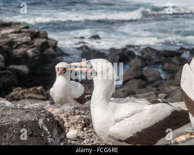 Due e una metà Blue Footed Boobies arancione con becchi in piedi sulla riva del mare nelle isole Galapagos, Ecuador. Foto Stock