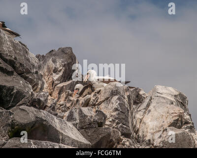 Due Blue Footed Boobies su di una scogliera rocciosa lato contro un blu e il cielo nuvoloso guardando verso il basso nelle isole Galapagos, Ecuador, Foto Stock