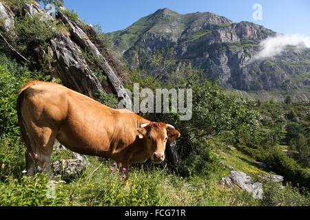 ESTIVE nelle Hautes Pirenei (65), Midi Pirenei, Francia Foto Stock