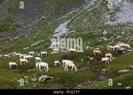 ESTIVE nelle Hautes Pirenei (65), Midi Pirenei, Francia Foto Stock