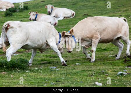 ESTIVE nelle Hautes Pirenei (65), Midi Pirenei, Francia Foto Stock