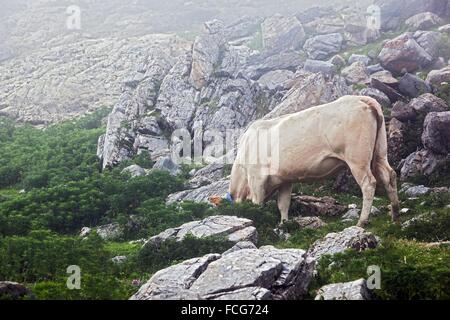 ESTIVE nelle Hautes Pirenei (65), Midi Pirenei, Francia Foto Stock