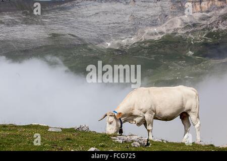 ESTIVE nelle Hautes Pirenei (65), Midi Pirenei, Francia Foto Stock