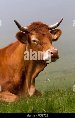 ESTIVE nelle Hautes Pirenei (65), Midi Pirenei, Francia Foto Stock