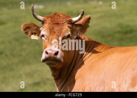 ESTIVE nelle Hautes Pirenei (65), Midi Pirenei, Francia Foto Stock