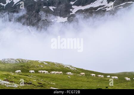 ESTIVE nelle Hautes Pirenei (65), Midi Pirenei, Francia Foto Stock