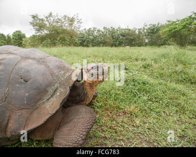 La tartaruga gigante di testa e metà del corpo in campo verde di erba in Isole Galapagos, Ecuador. Foto Stock