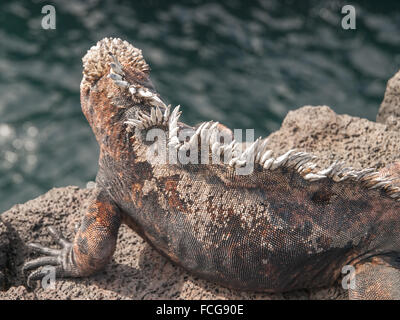 Singola antenna iguana shot su roccia affacciato su acqua con focus su onda picchi modellato in Isole Galapagos, Ecuador. . Foto Stock