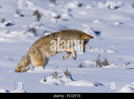 Un Coyote (Canis latrans) il salto nel profondo neve invernale a caccia di piccoli roditori. Parco Nazionale di Yellowstone, Wyoming negli Stati Uniti. Foto Stock