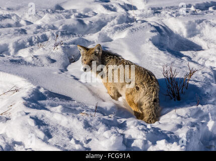 Un Coyote (Canis latrans) in piedi in profondo Neve d'inverno. Parco Nazionale di Yellowstone, Wyoming negli Stati Uniti. Foto Stock