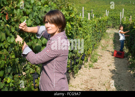 Donna raccolta uva Foto Stock