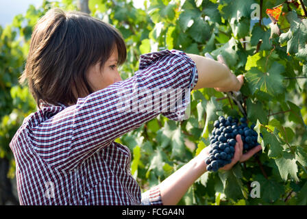 Donna raccolta uva Foto Stock