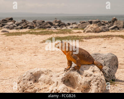 Color senape iguana appollaiato sulla roccia sulla spiaggia di fronte al mare nelle isole Galapagos, Ecuador. Foto Stock