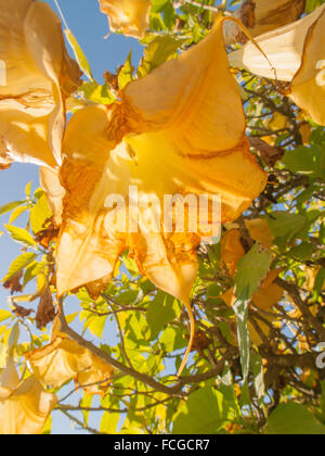 Giallo e marrone decadendo angeli tromba fiore appeso da albero contro il cielo blu con la luce del sole proveniente attraverso i petali. Foto Stock