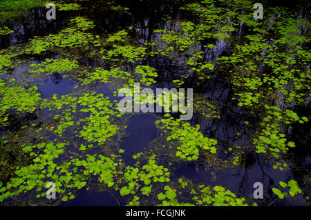 Dettagli della Big Cypress Swamp preservare Foto Stock