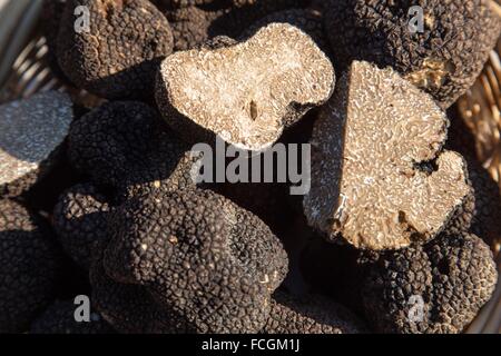 Il tartufo nero, PUJAUT, (30), Gard, LANGUEDOC-ROUSSILLON, Francia Foto Stock