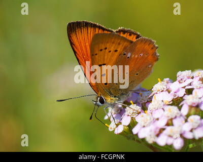 Farfalla su un fiore. Scarse in rame, Lycaena virgaureae (maschio) Foto Stock