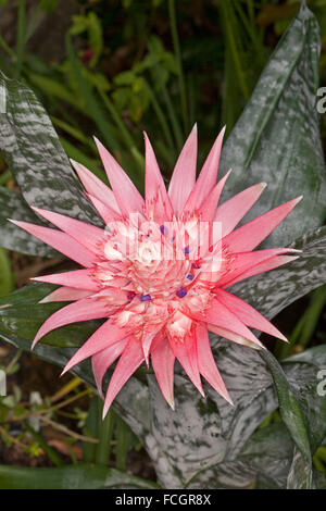 Spettacolare grande cluster di brattee rosa & fiori viola di bromeliad Aechmea fasciata Primera con venature grigio / verde fogliame Foto Stock