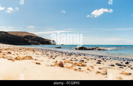 Costa occidentale di Fuerteventura, Isole Canarie, solitaria spiaggia vulcanica con pietre scure ed alghe su di esso. Cielo blu e una scogliera scuro Foto Stock