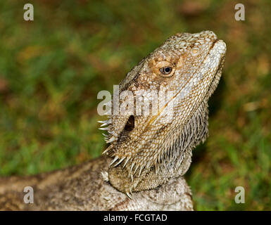 Close-up di testa di drago barbuto lucertola Pogona barbata con occhio luminoso e spinose "barba" contro sfondo verde scuro in giardino australiano Foto Stock