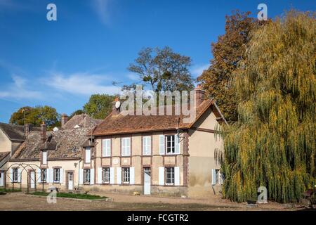 Allevamento di zafferano in Eure et Loir (28), centro, Francia Foto Stock