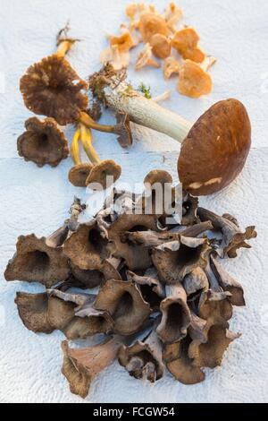 Illustrazione di funghi selvatici Foto Stock