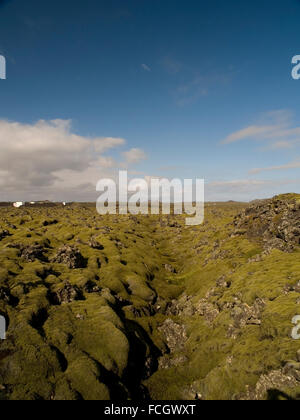 Verde muschio copertura nero di roccia lavica in un ampio campo appena al di fuori della Laguna Blu Spa vicino a Keflavik in Islanda. Foto Stock
