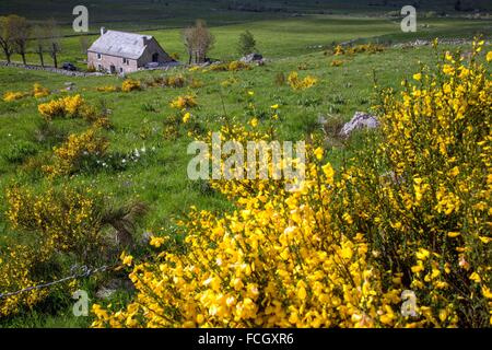 Illustrazione DELLA LOZERE (48), in Francia, in Europa Foto Stock