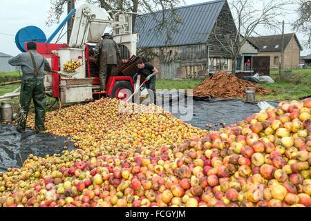 La produzione del sidro di fattoria, Normandia, Francia Foto Stock