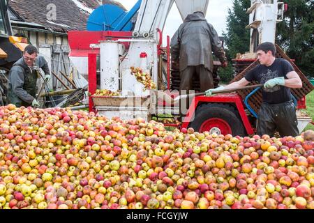 La produzione del sidro di fattoria, Normandia, Francia Foto Stock