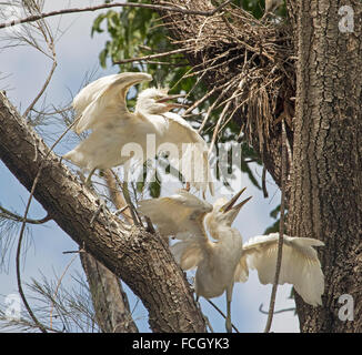 Due airone guardabuoi pulcini, Ardea ibis, ali distese, bollette aprire la supplica per il cibo, nella struttura ad albero contro il cielo blu con nido nelle vicinanze city parklands Foto Stock