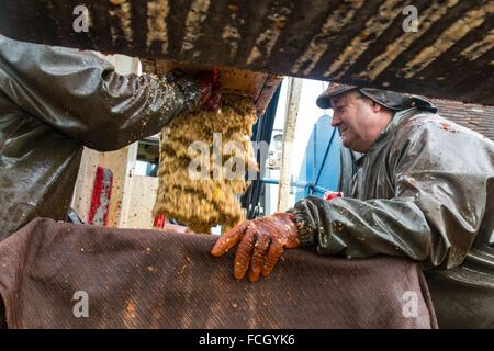 La produzione del sidro di fattoria, Normandia, Francia Foto Stock