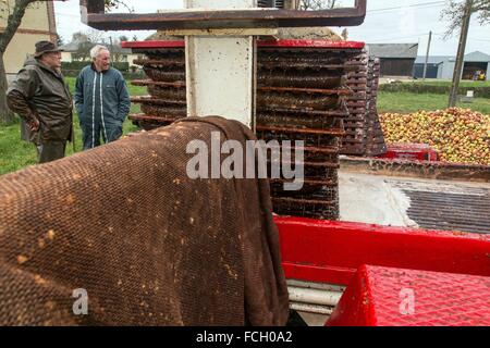 La produzione del sidro di fattoria, Normandia, Francia Foto Stock