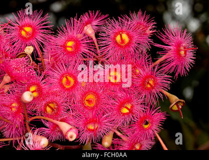 Cluster di vividi fiori rossi di Corymbia ficifolia / Eucaliptus ficifolia nativi Australiani albero di gomma su sfondo scuro Foto Stock