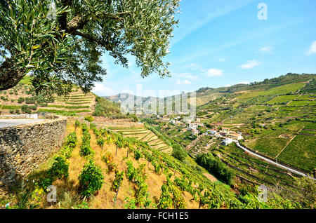 Vigneti della Valle del Douro tra Pinhao e peso da Regua, Portogallo Europa Foto Stock
