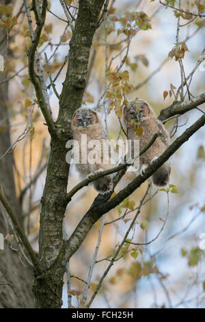 Allocco / Waldkauz ( Strix aluco ), due uccellini, arroccato in alto in un albero, dorme, fantasticando, fauna selvatica, Germania. Foto Stock
