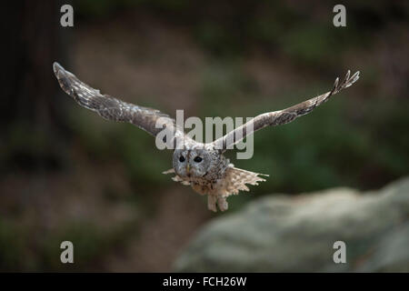 Allocco (Strix aluco ) in volo frontale, larghe ali aperte, sfondo naturale, un sacco di spazio copia, l'Europa. Foto Stock