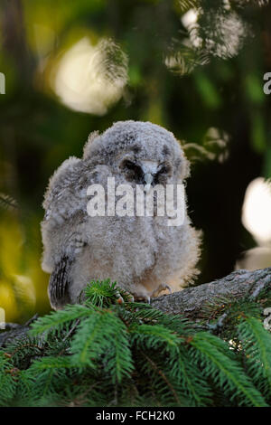 Gufo comune / Waldohreule ( Asio otus ), piccolo uccellino, posti letto oltre il giorno in una conifera, sembra piuttosto divertente. Foto Stock