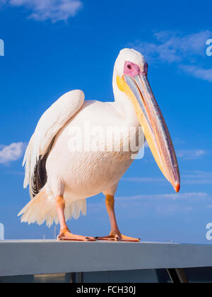 La Namibia Erongo Provincia ritratto del pellicano bianco Foto Stock